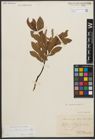 Foto von Salix waldsteiniana Willd.